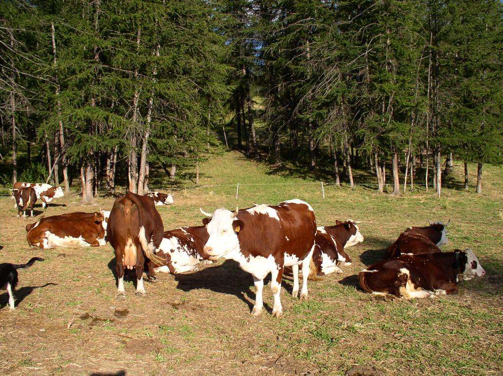 Agriturismo Barba Gust Cesana Torinese Dış mekan fotoğraf