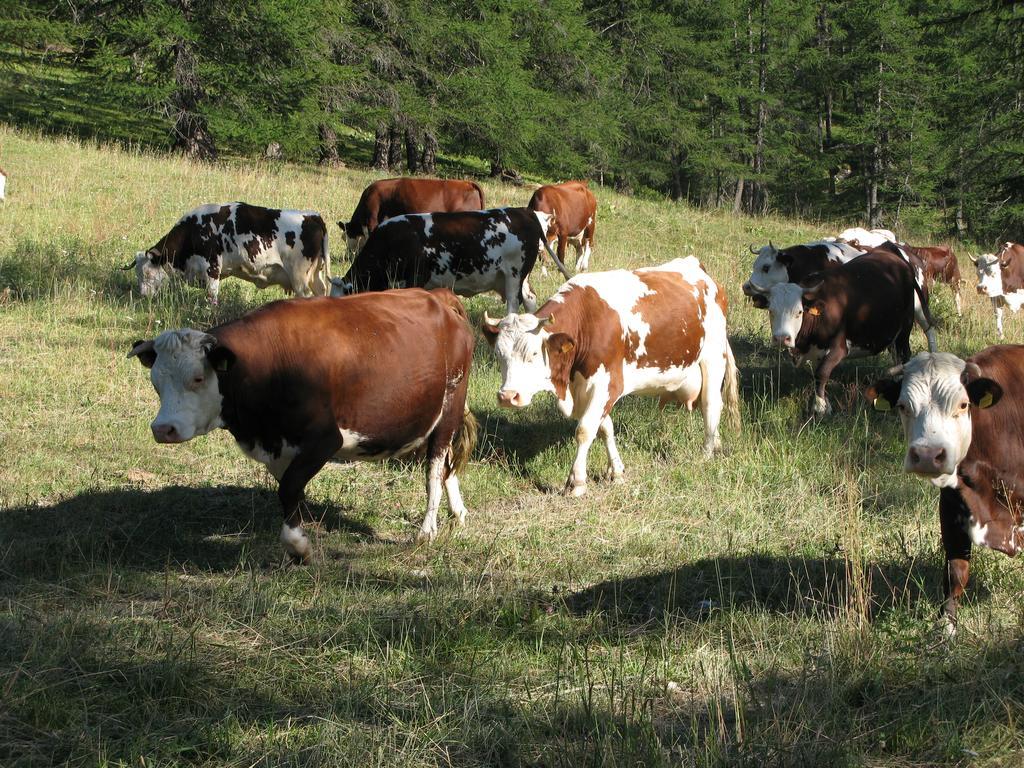 Agriturismo Barba Gust Cesana Torinese Dış mekan fotoğraf